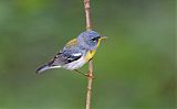 Northern Parula